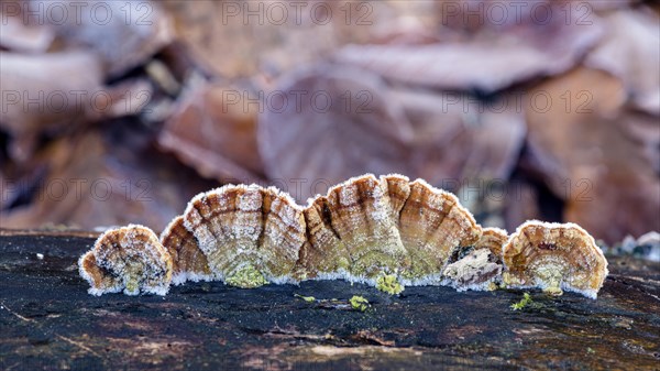 Trametes versicolor