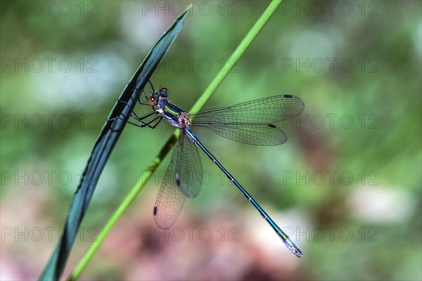 Emerald Damselfly