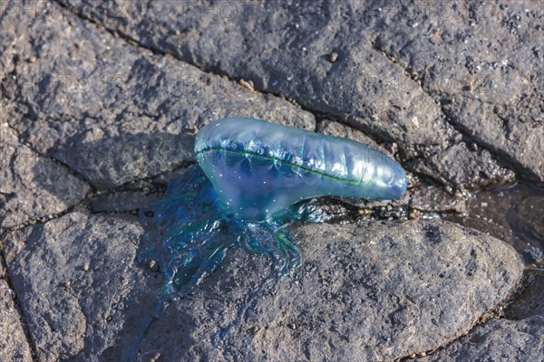 Portuguese Man O' War