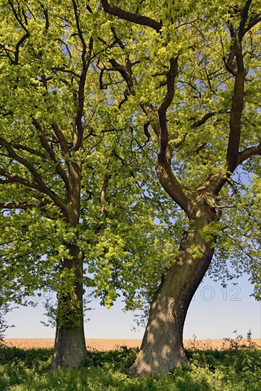 Oaks