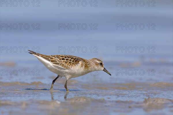 Little stint