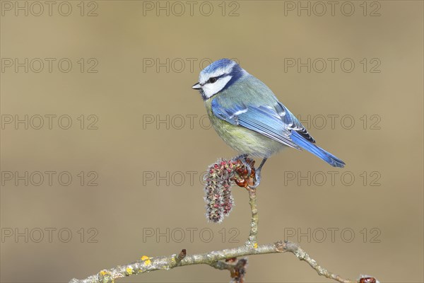 Blue tit