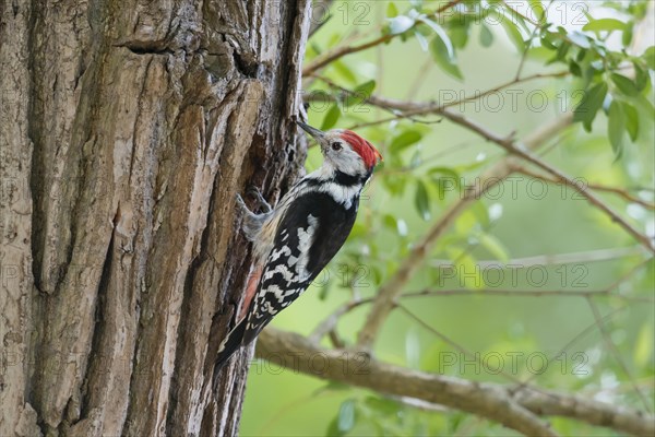 Middle spotted woodpecker