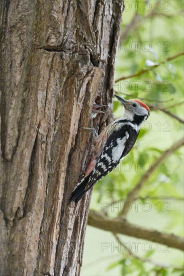 Middle spotted woodpecker