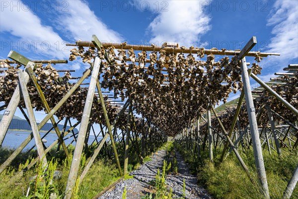 Cod heads drying on wooden rack