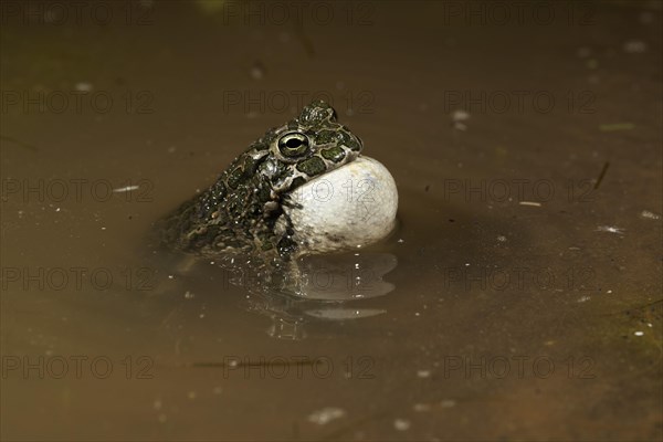 European green toad