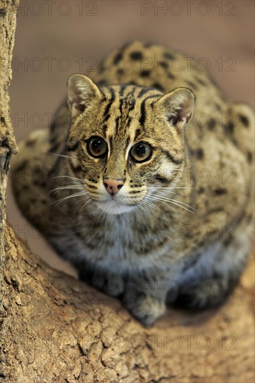 Fishing cat