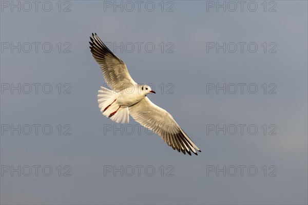 Black-headed gull