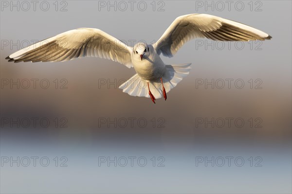 Black-headed gull