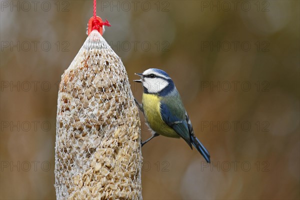 Blue tit