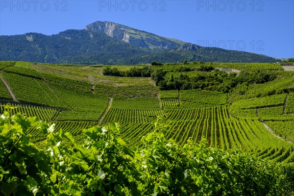 Rhone Valley