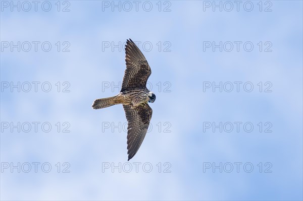 Eleonora's falcon
