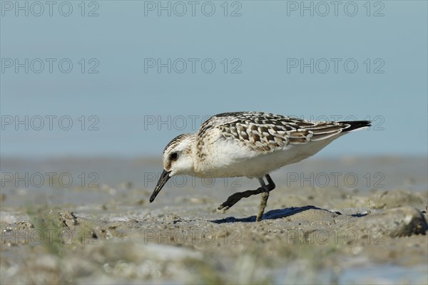 Sanderling