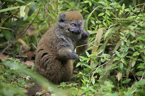 Lac Alaotra bamboo lemur