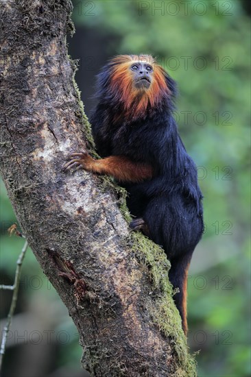 Golden-headed lion tamarin