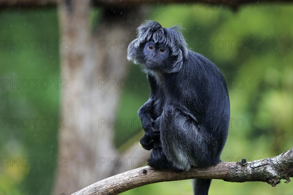 Javan lutung