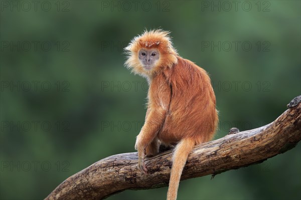 Javan lutung