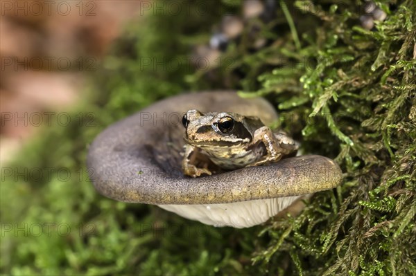 Late oyster