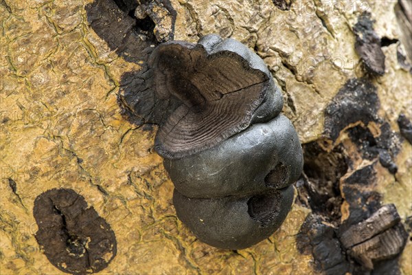 Charcoal ball fungus