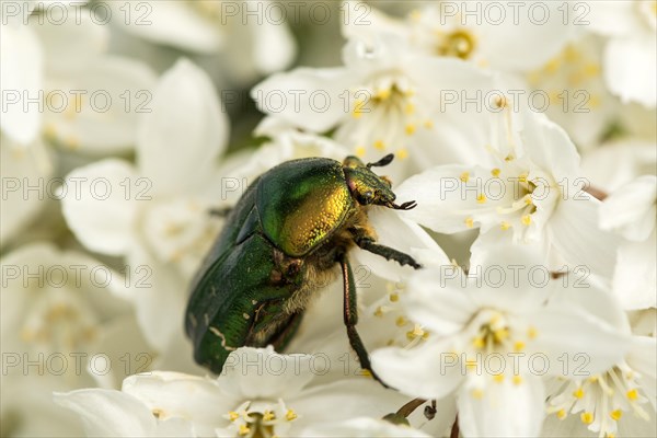 Rose chafers