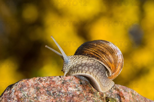 Burgundy snail