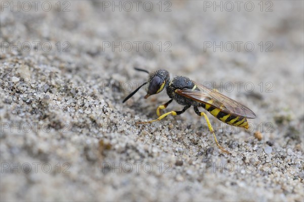 European beewolf