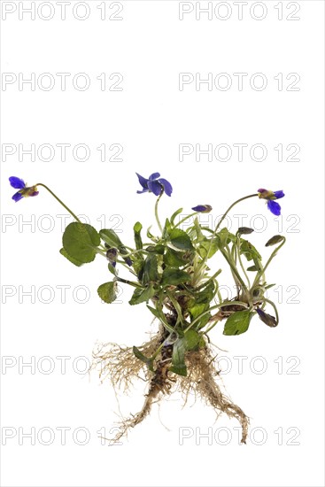 Wood violet