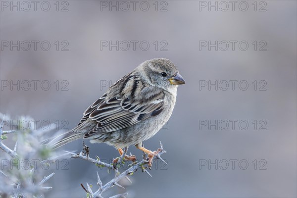 Spanish Sparrow