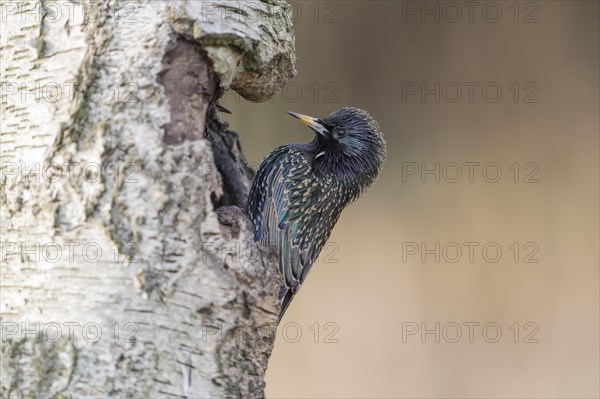 European Starling