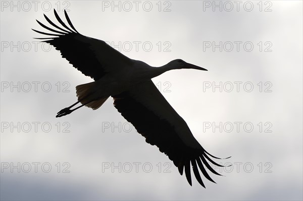 White stork