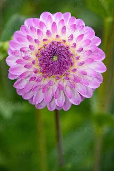 Decorative dahlia