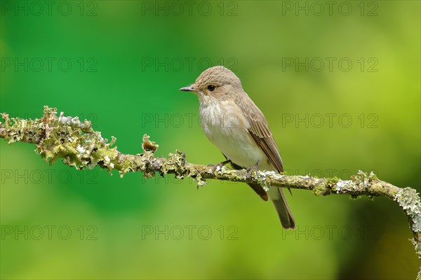 Spotted flycatcher