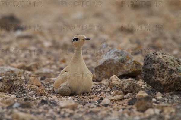 Racing bird