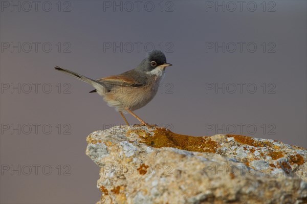 Spectacled warbler