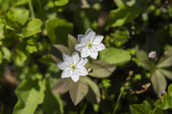 Flowering seven-pointed star