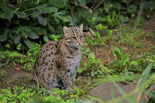 Fishing cat