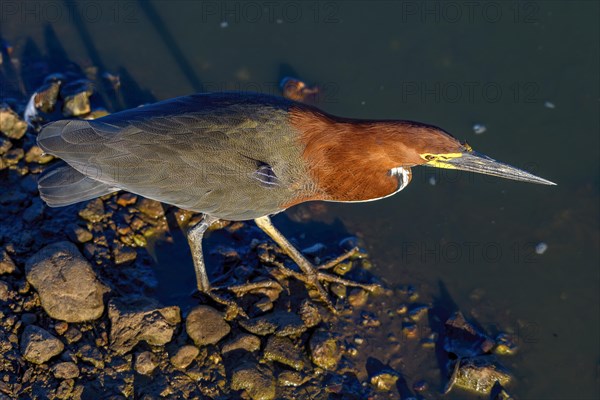 Rufescent tiger heron