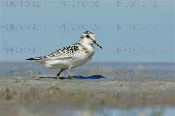 Sanderling