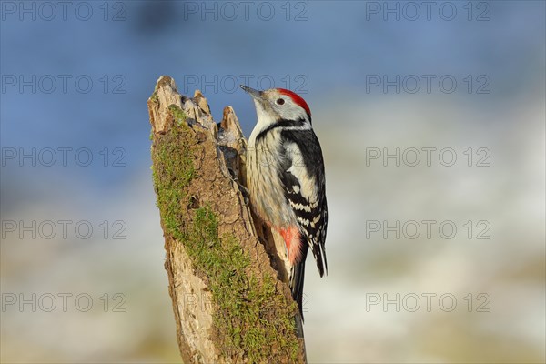 Middle Spotted Woodpecker