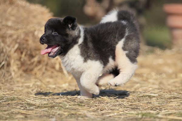 American Akita puppy