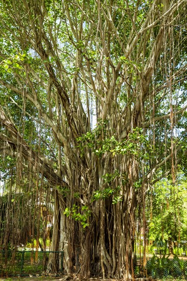 Banyan tree