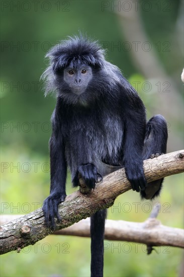 Javan lutung