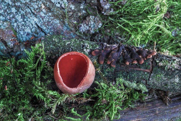 Scarlet elfcup