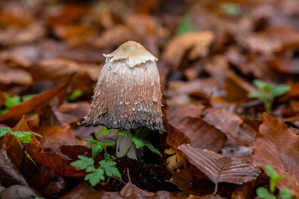 Shaggy ink cap