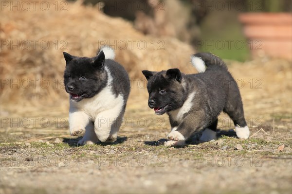 American Akita puppies