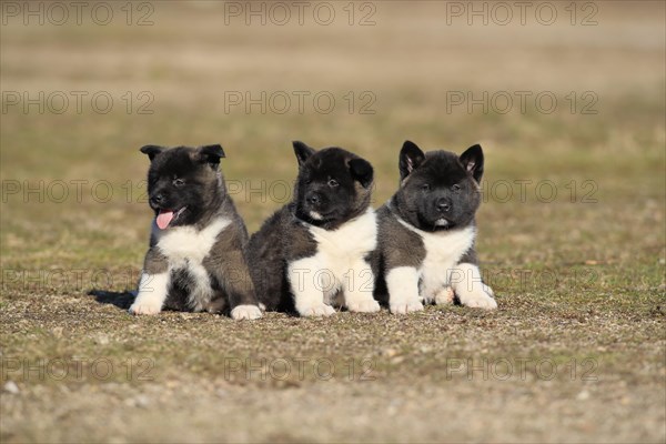 American Akita puppies