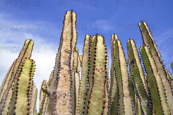 Canary Island spurge