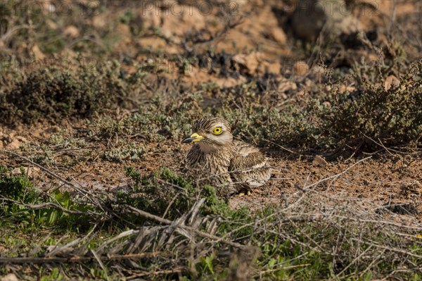 Stone curlew