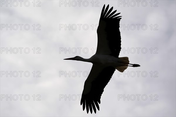 White stork