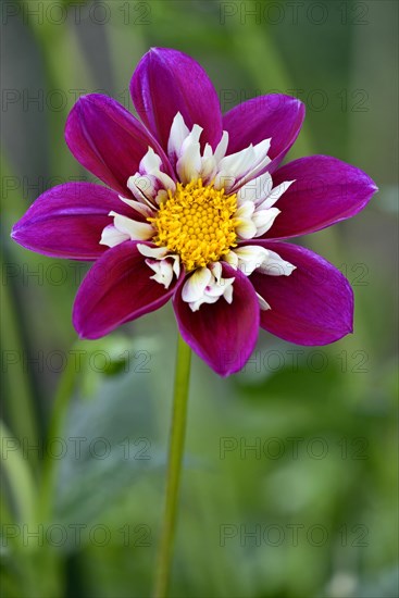 Dahlia